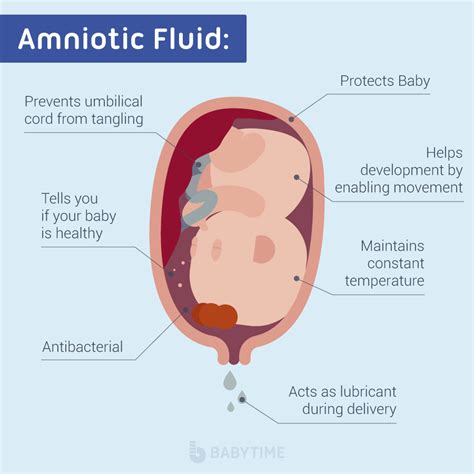 Amniotic Fluid: What is It and Signs of Leaking